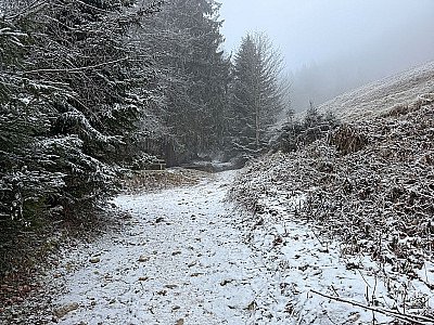 ...zu einem Waldstück