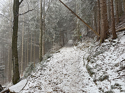 Im Wald treffen wir auf eine Verzweigung...