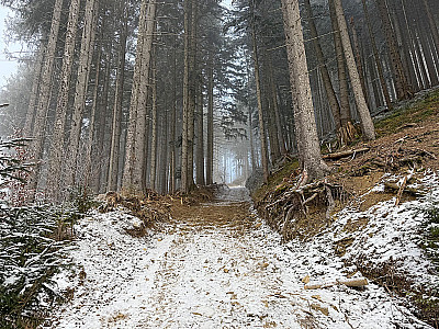 Wir folgen einem Karrenweg weiter bergauf