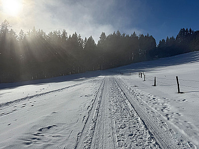 Nach dem Blomberghaus halten wir auf einen Waldstück zu