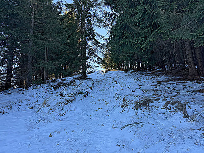 ...halten auf den Waldrand zu