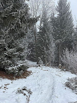 ...und in den Bergwald hinein