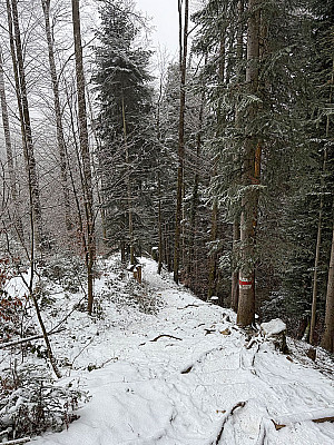 ....erreichen wir einen bewaldeten Rücken...