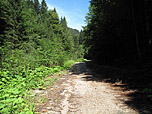 ...und später durch lichten Wald