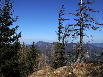 Die Äste der Bäume ragen über den Abgrund