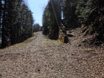 Hier halten wir uns rechts und steigen durch den Wald auf.