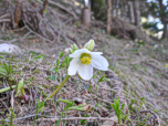 Eine Schneerose am Wegesrand