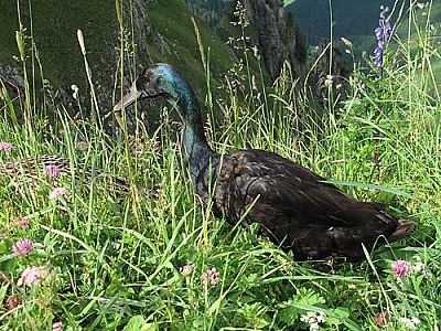 Laufente bei der Hütte