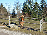 Pony am Berggasthof