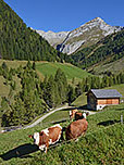 Kühe auf der Bodenalm