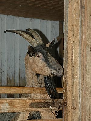 Eine Attraktion für Kinder, der Ziegenbock