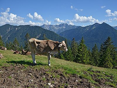 Kühe auf der Dürrenbergalm