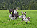 Die Ziegen bringen sich fotogerecht in Position