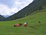 Kühe auf den weiten Almflächen