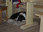 Hütten-Border-Collie