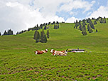 Kühe auf der Haaralm, im Hintergrund die Haaralmschneid