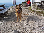 Alpiner Hund mit Riegsee im Hintergrund