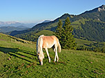 Haflinger an der Huberalm