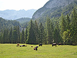 Kühe auf den weitläufigen Almflächen
