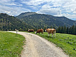 Die Kühe der Alm