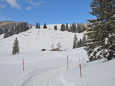 Maisalm vor dem Haindorfer Berg