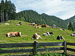 Kühe grasen vor der Oberbrunnalm