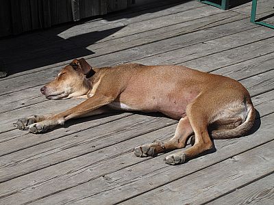 Der Hüttenhund hält Siesta