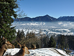 Auch das Rotwild genießt die Aussicht