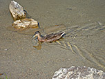 Ente auf dem Tappenkarsee