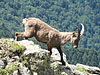 Alpensteinbock Monte Legnone 24.06.2009