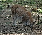 Luchs 18.04.09 Poinger Wildpark