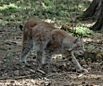 Luchs 18.04.09 Poinger Wildpark