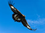 Junger Steinadler mit weißer Zeichnung