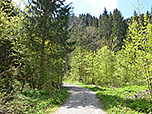 ...und schlagen den Waldweg zur Höllschlucht ein