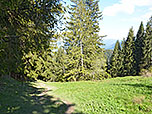 Der Wiesenweg leitet uns zum Waldrand...