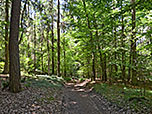 Nun geht es über den Wanderweg W1 hinunter...