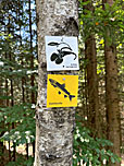 Die Markierung des Rundwegs Steinforelle
