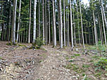 Nach einem schattigen Waldstück...