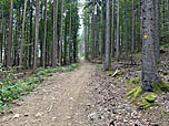 ...im schattigen Wald