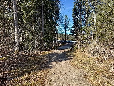 In einem Waldstück...