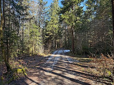 ...und spazieren durch ein Waldstück