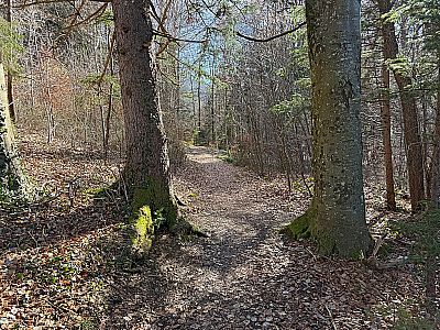 Wir tauchen in das nächste Waldstück ein...