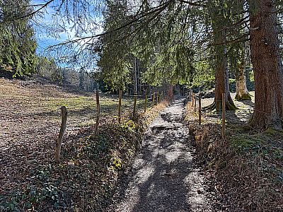 Der Wald lichtet sich...