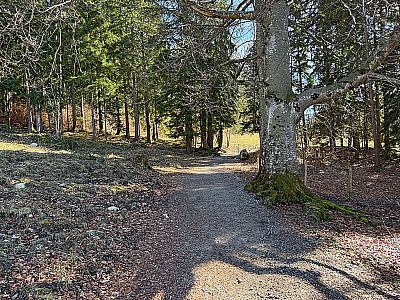 ...und später durch lichten Wald...