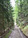 ...tauchen wir in den Bergwald ein