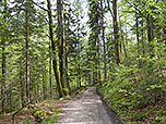 In Kehren folgen wir dem Forstweg hinab...