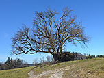 Der Birnbaum bei Sankt Georgen gehört zu den dicksten in ganz Deutschland
