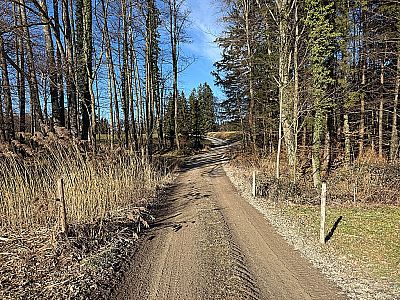 ...durchstreifen ein kleines Waldstück...