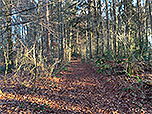 ...und folgen dem Waldweg...