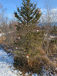Weihnachtsbaum am Wegesrand